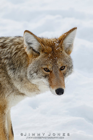 Coyote
