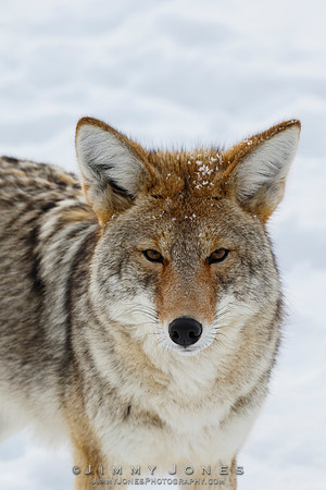 Coyote