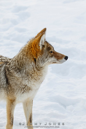 Coyote