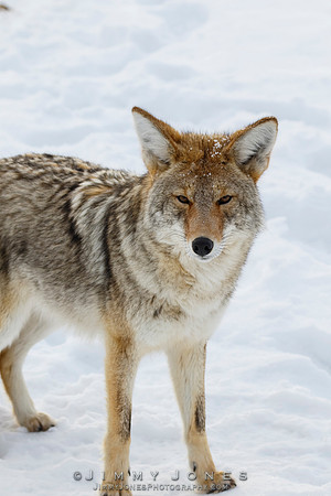 Coyote