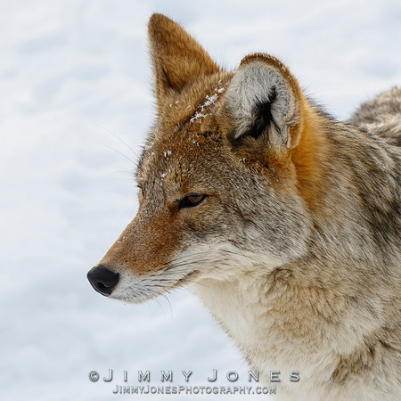 Coyote