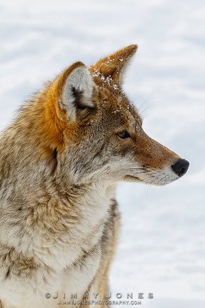 Coyote