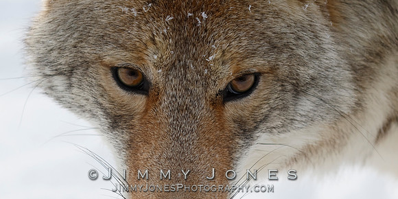 Coyote