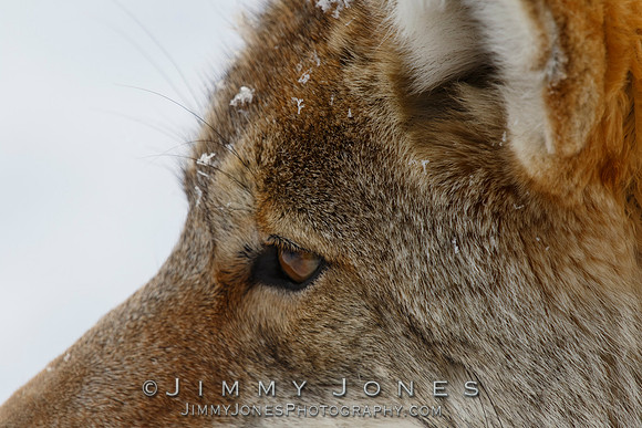 Coyote