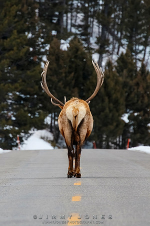 Bull Elk
