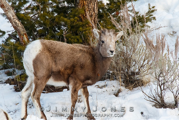 Big Horn Lamb