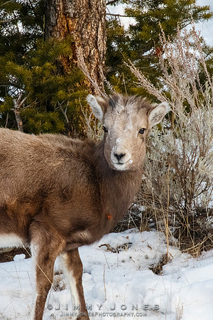 Big Horn Lamb