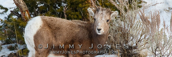 Big Horn Lamb