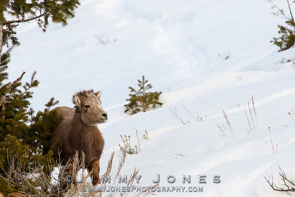 Big Horn Lamb