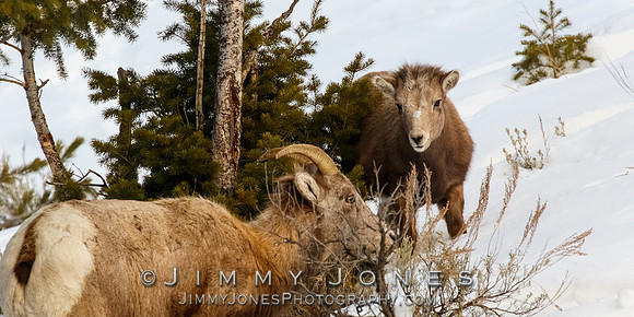 Big Horn Lamb w/ Ewe