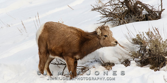 Big Horn Lamb