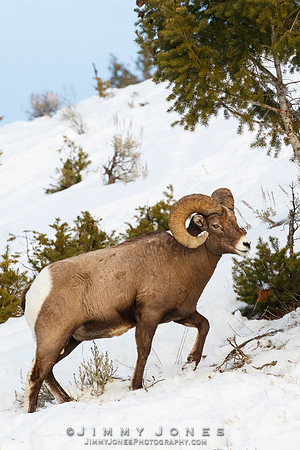 Big Horn Ram