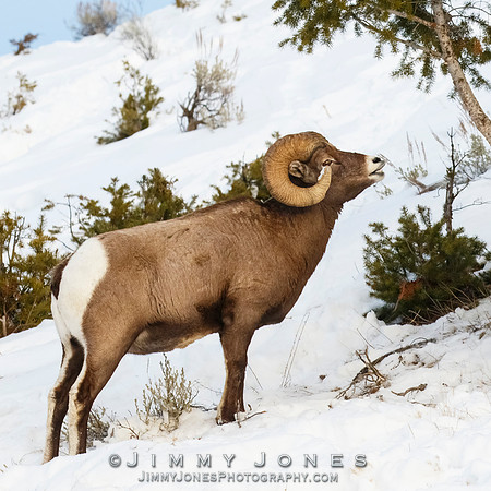 Big Horn Ram