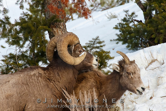 Big Horn Ram w/ Ewe