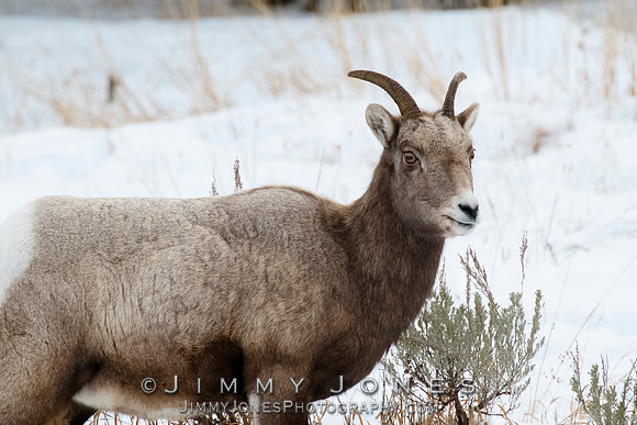 Big Horn Ewe