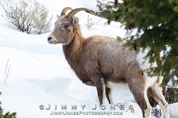 Big Horn Ewe