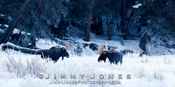 Pre Dawn ~ Bull Moose