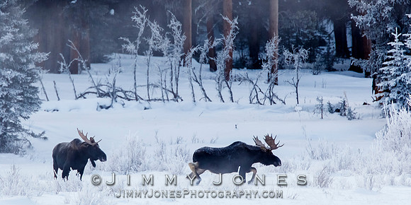 Pre Dawn ~ Bull Moose