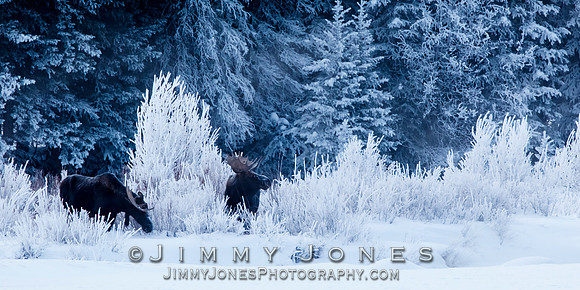 Pre Dawn ~ Bull Moose