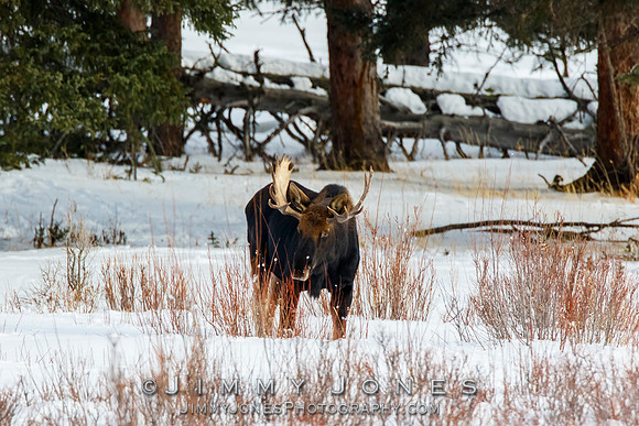 Bull Moose