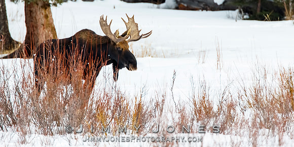 Bull Moose