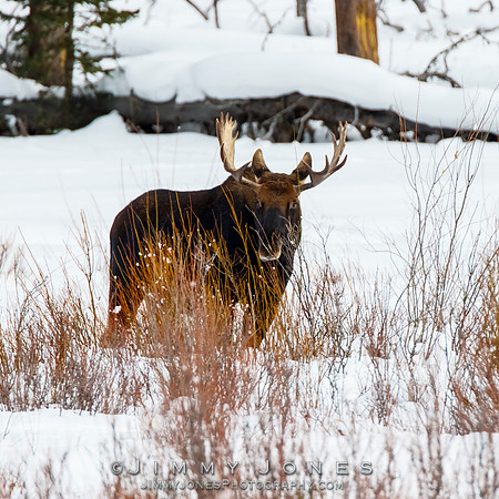 Bull Moose