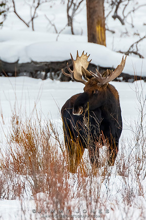 Bull Moose