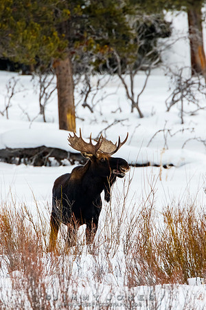 Bull Moose