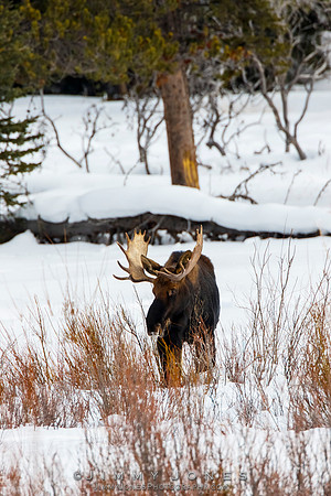 Bull Moose