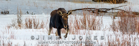 Bull Moose