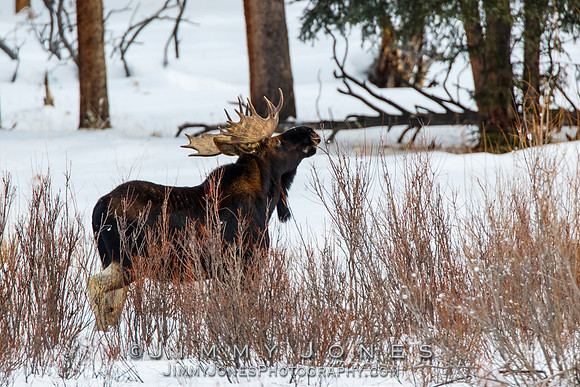 Bull Moose
