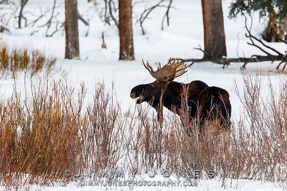 Bull Moose