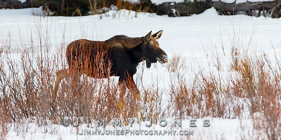 Bull Moose