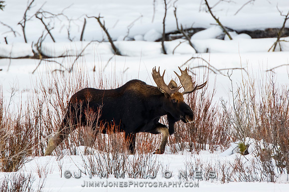 Bull Moose