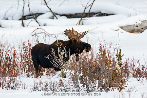Bull Moose