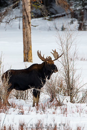 Bull Moose