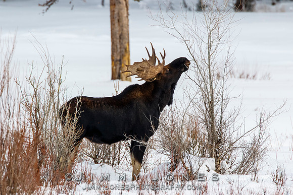 Bull Moose