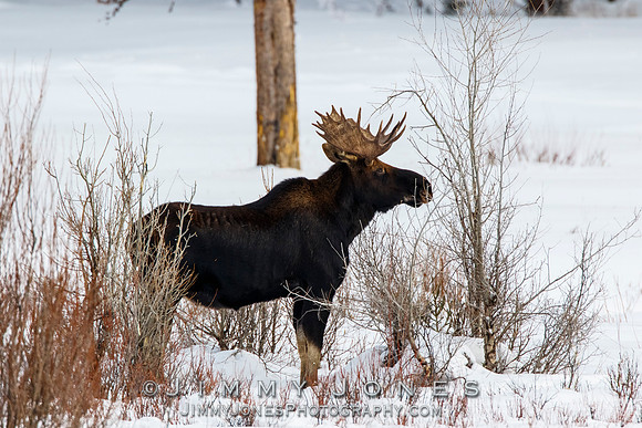 Bull Moose