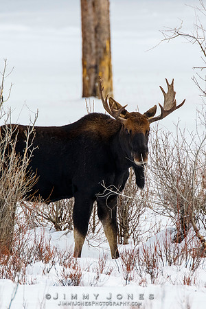 Bull Moose