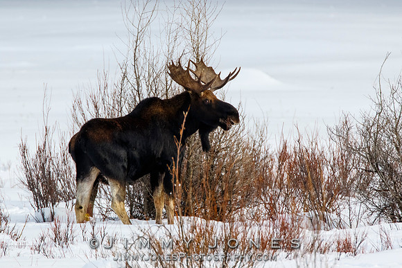 Bull Moose