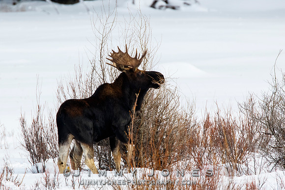 Bull Moose