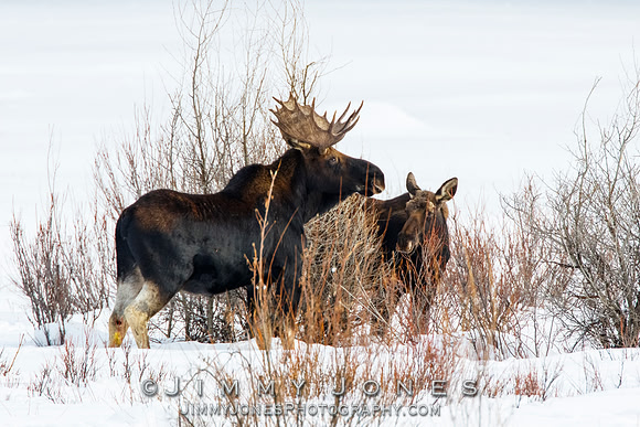 Bull Moose