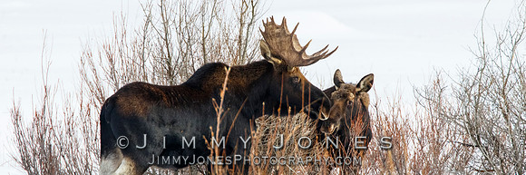 Bull Moose