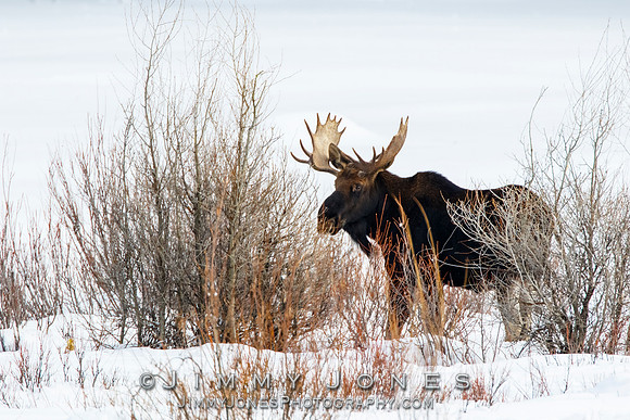 Bull Moose