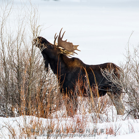Bull Moose