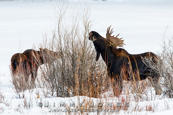 Bull Moose
