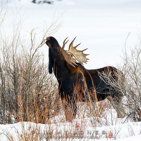 Bull Moose