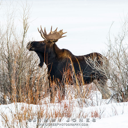 Bull Moose