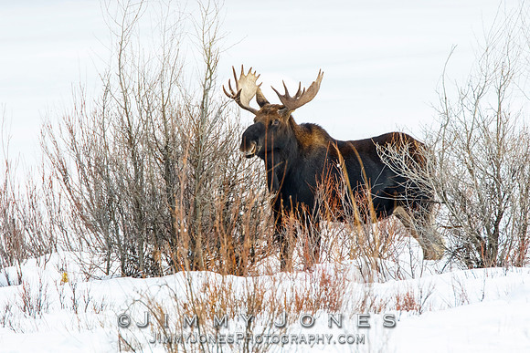 Bull Moose