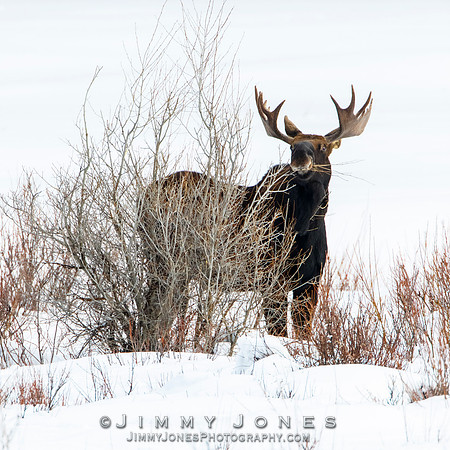 Bull Moose
